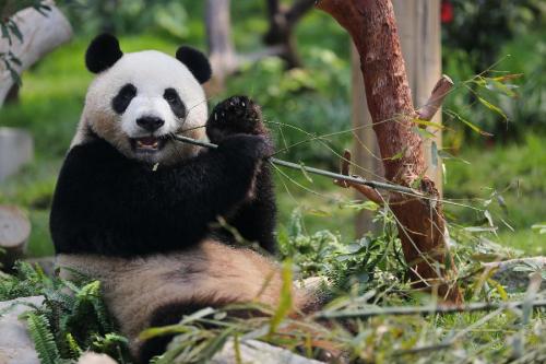大熊猫是大型营养食肉动物