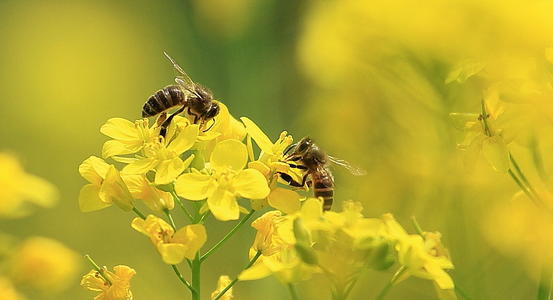 雄性和雌性蜜蜂频繁使用不同的花朵