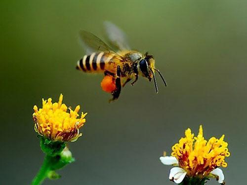 由于大黄蜂可以减肥那人类也可以