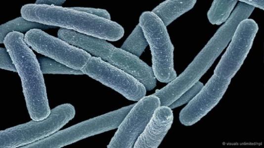 研究人员用合成的基因组取代大肠杆菌的基因