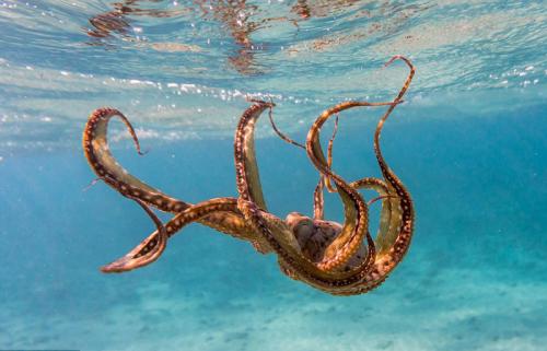 随着气候变化吸收海洋中的氧气章鱼可能会失明