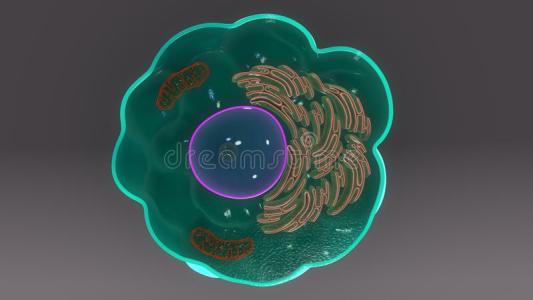 在肠道中发现长寿巨噬细胞