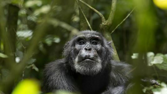 黑猩猩适应在保护区外生活