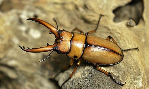 寄生虫抑制甲虫的战斗或飞行反应