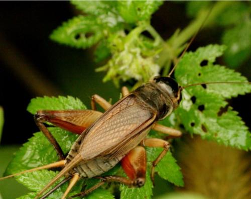 较老的雄性蟋蟀吸引更多的雌性但性生活较少