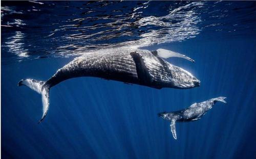 研究人员发现油不会损坏或阻塞鲸鱼但塑料可以