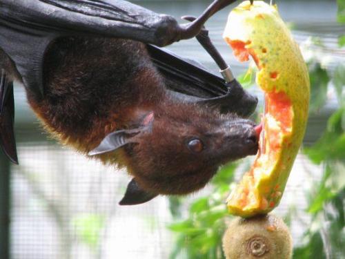 女性果蝠始终从男性口中获取食物