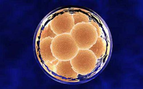 胚胎研究的14天规则是否应该成为28天规则