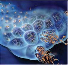 细胞因子在肿瘤微环境中有什么作用