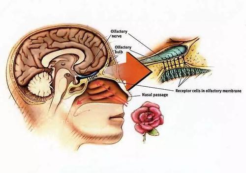 嗅觉受体不仅与嗅觉有关