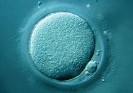 解读可重编程成人细胞的卵母细胞因子