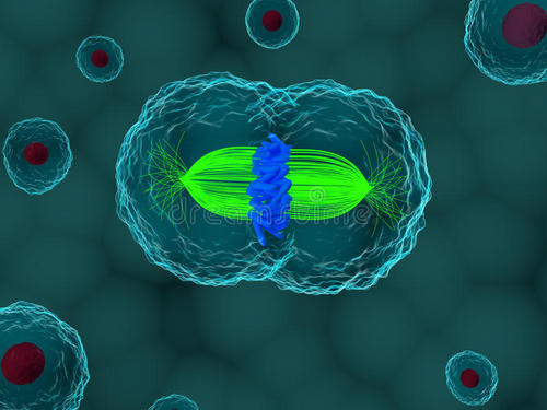 人体细胞分裂的分子制动防止癌症