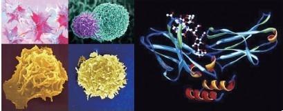识别肿瘤特异性模式的工程化T细胞