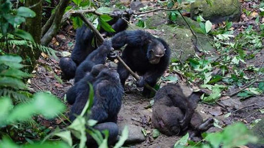 黑猩猩对甲壳动物渴望能否产生关于人类进化的线索