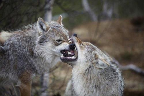 Isle Royale狼的基因组学揭示了近亲繁殖的影响