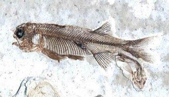 有证据表明5000万年前鱼类齐齐游泳