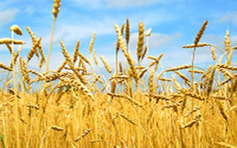 研究人员追踪小麦的遗传历史和多样性