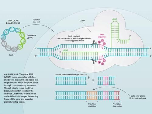IDT发布新的超高性能CRISPR Cas12a酶