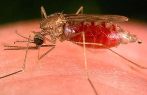 用蜘蛛毒素武器化的真菌可以杀死疟疾蚊子