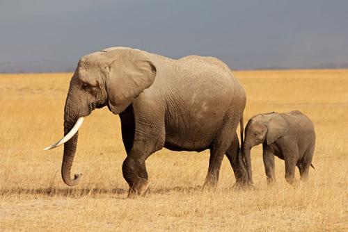 非洲的大象偷猎率下降但标志性的动物仍然受到威胁