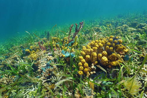 海绵从它们过滤的水中收集企鹅海豹和鱼类DNA