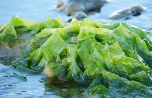 海藻有助于在沉积物中捕获二氧化碳