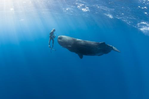 在太平洋中发现了新的鲸鱼亚种