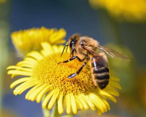 研究发现蜜蜂可以将符号与数字联系起来