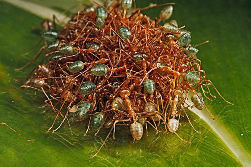 蚂蚁对栖息地破坏的反应是进化的结果