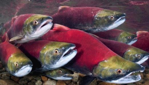 阿拉斯加红大马哈鱼的早期生活随气候变化而加速