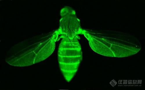 使用转基因果蝇寻找最佳的癌症疗法