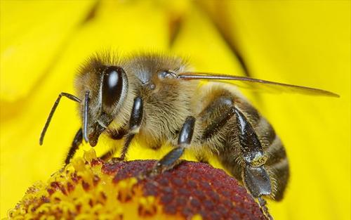 杀虫剂和螨虫的组合削弱了蜜蜂