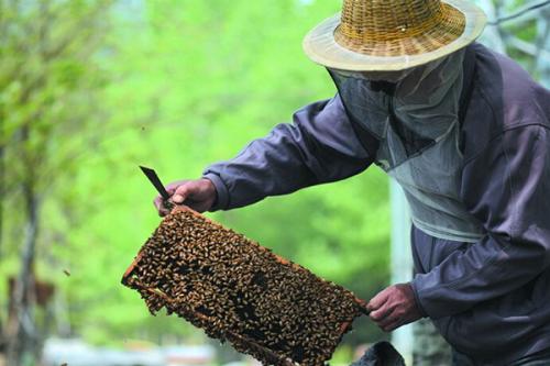 蜂蜜蜂群下降了16％