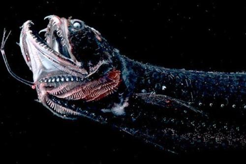 研究人员发现了什么使深海龙鱼牙齿透明