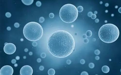 干细胞具有胚胎中第一个细胞的特征
