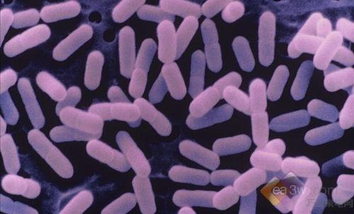 一种新的抗生素理念预防细菌粘性