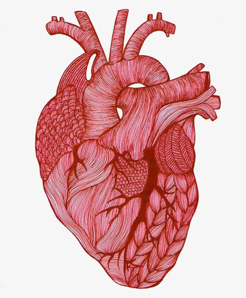 从患者特异性干细胞生长的成人样人类心脏肌肉