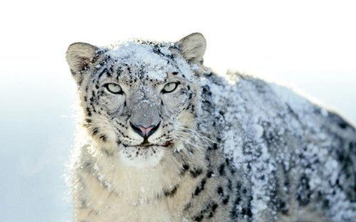 研究揭示了野生雪豹潜在的新疾病威胁