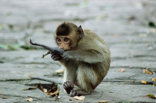 猴子面临气候变化灭绝的威胁