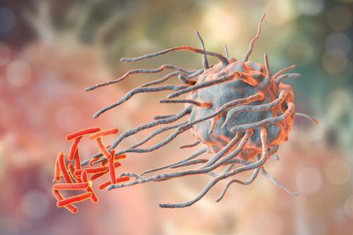 巨噬细胞培养PTEN缺陷性胶质母细胞瘤的途径