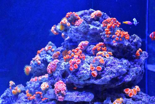 在恶化的环境中保护珊瑚礁