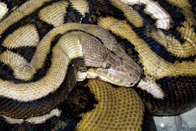 佛罗里达科学家将美国最长的蛇释放到野外