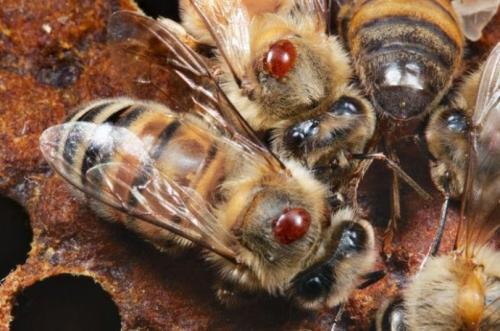 蜜蜂螨会引起大黄蜂病毒风险