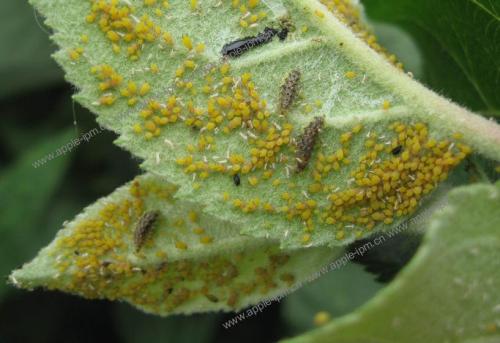 迁徙的食蚜虫是授粉和控制作物害虫的关键