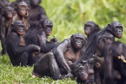 研究确定了黑猩猩中杀婴的关键驱动因素