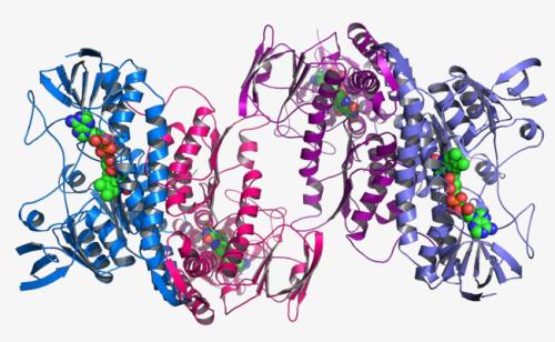 蛋白质如何按小时变化是计算出生物钟如何工作的核心
