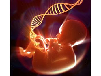 胎儿基因组中的突变可能导致早产