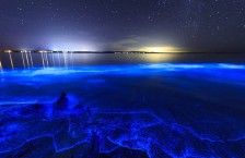 甲藻浮游生物发光使它们的捕食者不会吃掉它们