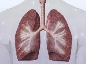 科学家们开发了一种探针可测量肺部深部组织损伤的关键指标