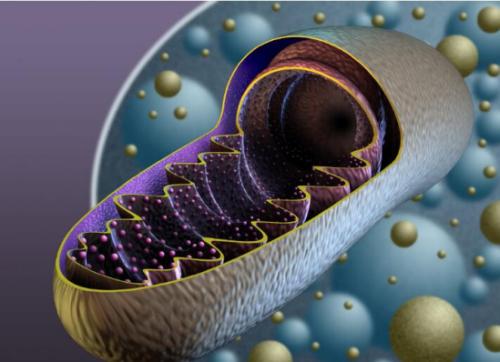 线粒体以其作为细胞发电厂的作用而闻名
